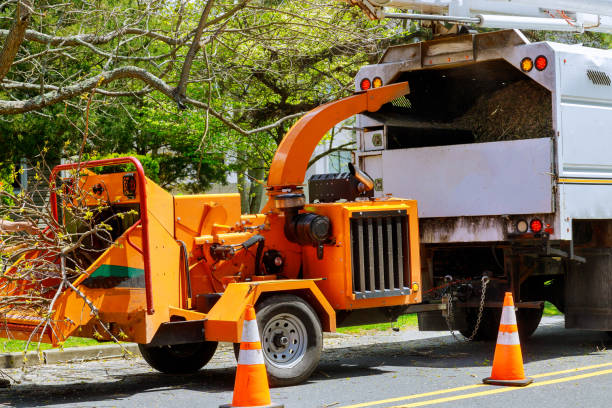 How Our Tree Care Process Works  in Kirkland, IL